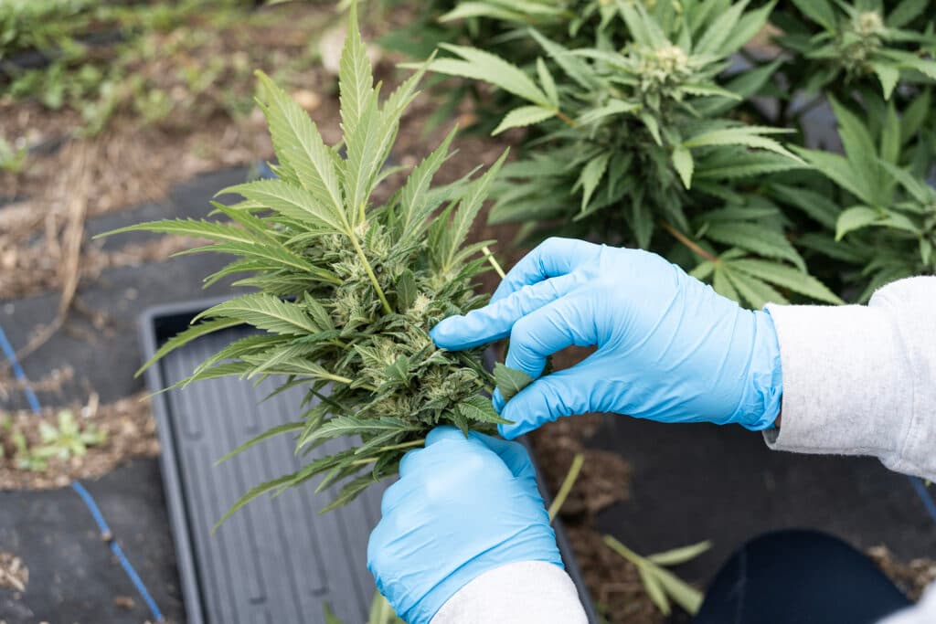 Local and menu search journey for a recreational dispensary