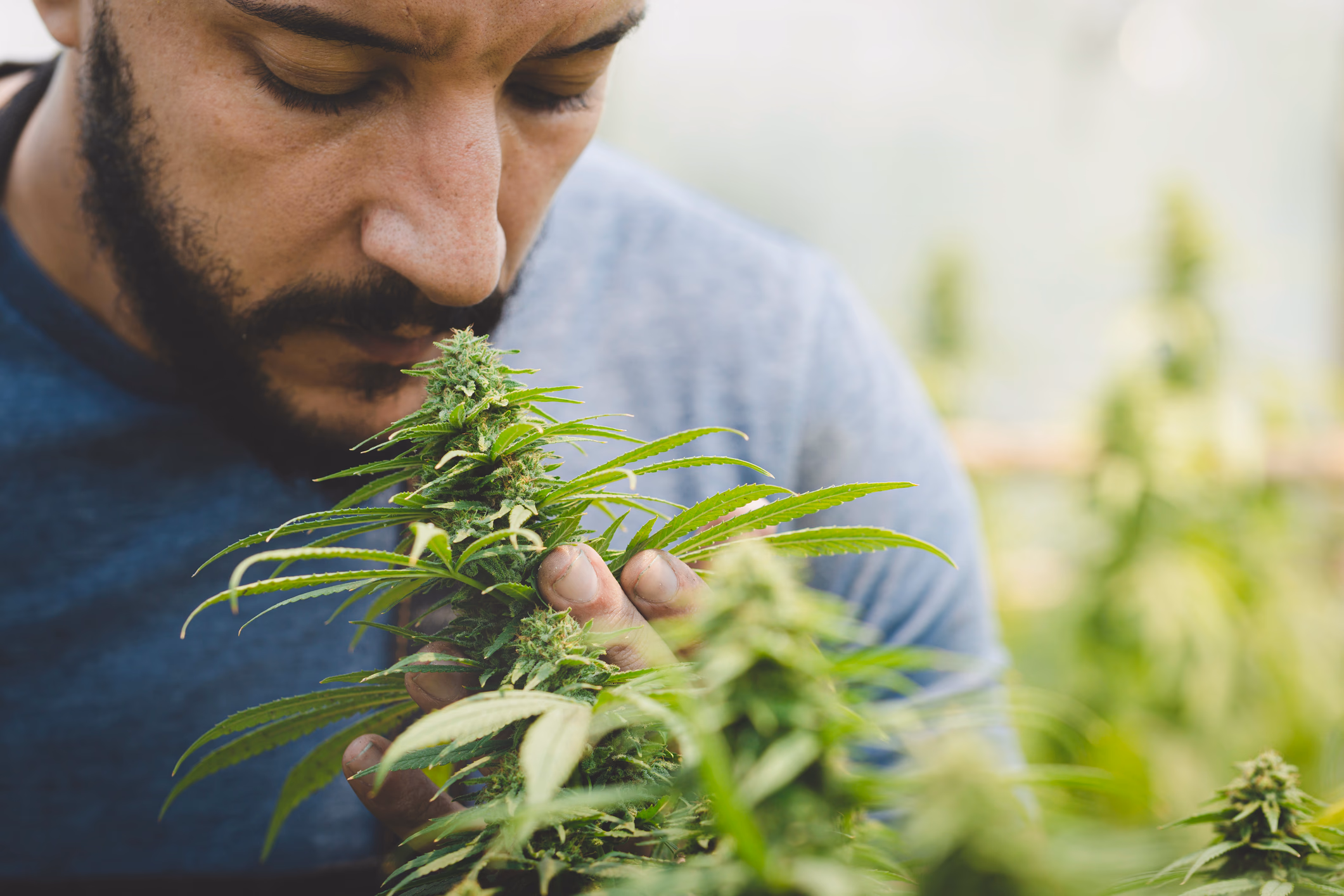 Expansion planning for multi-location dispensary SEO