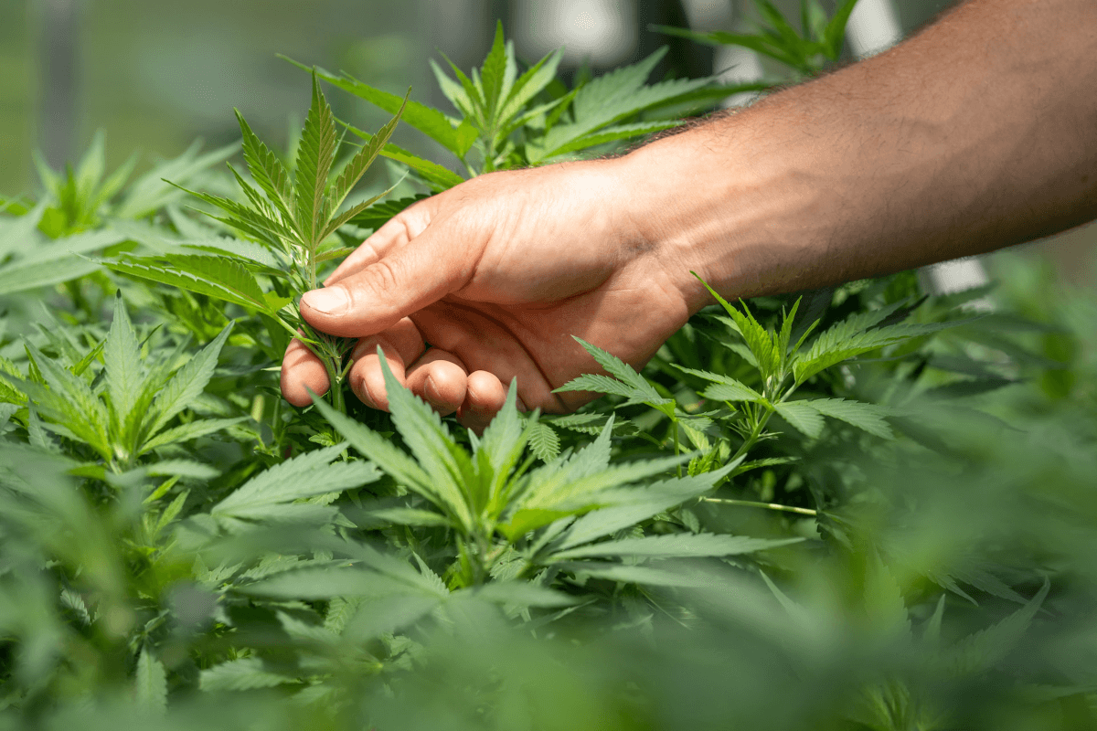 Cannabis menu and e-commerce technical SEO