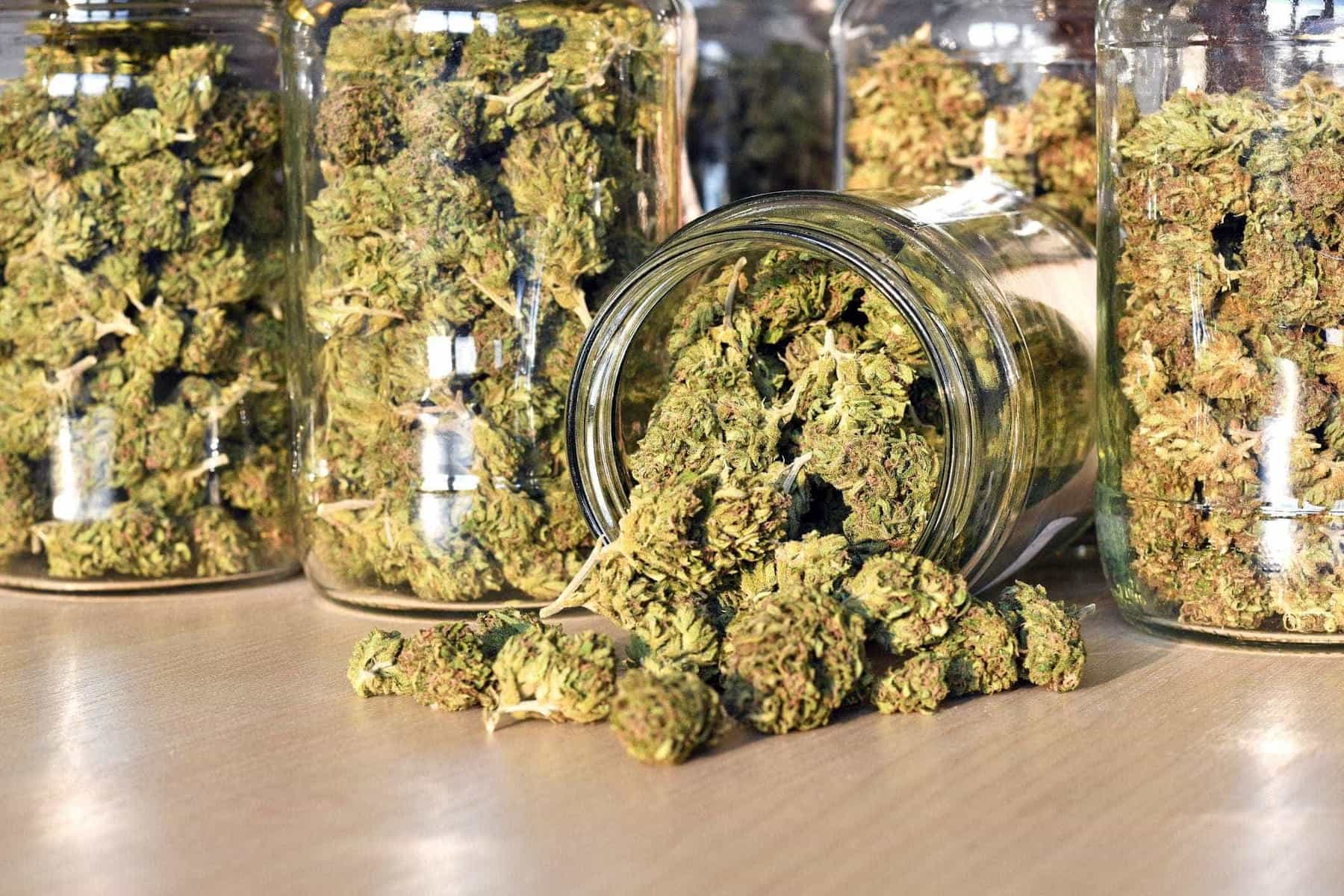 Human review of AI-assisted cannabis content